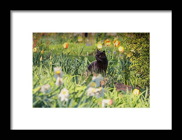 Pets Framed Print featuring the photograph Curious Cat by Ashley L Duffus