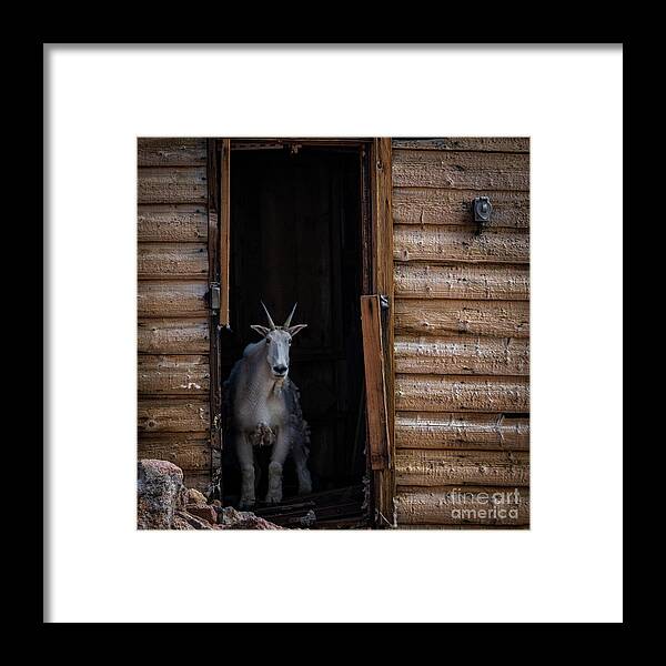 Mountain Goat Framed Print featuring the photograph Curious Mountain Goat 2 by Dlamb Photography