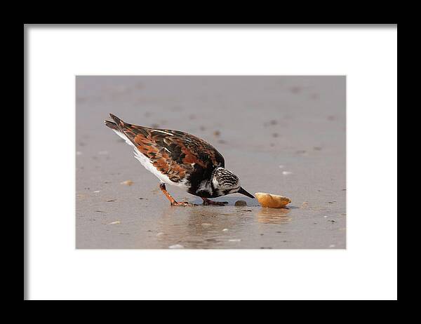 Ruddy Turnstone Framed Print featuring the photograph Curious Turnstone by Paul Rebmann