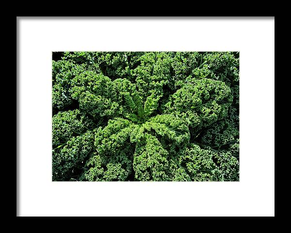 Curly Kale Framed Print featuring the photograph Curly Kale by Maria Meester