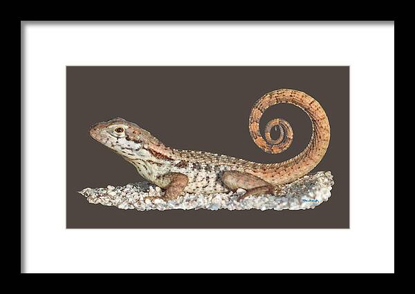 Duanekmccullough Framed Print featuring the photograph Curlytail Lizard Clear by Duane McCullough