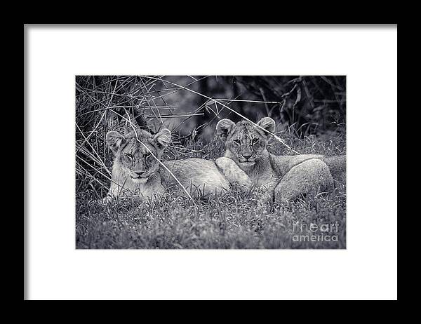 Wall Art Framed Print featuring the photograph Cute African Lion Cubs Wall Art by Stefano Senise