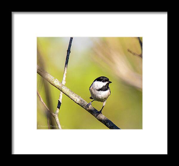 Chickadee Framed Print featuring the photograph Cute Chickadee by Pam Rendall