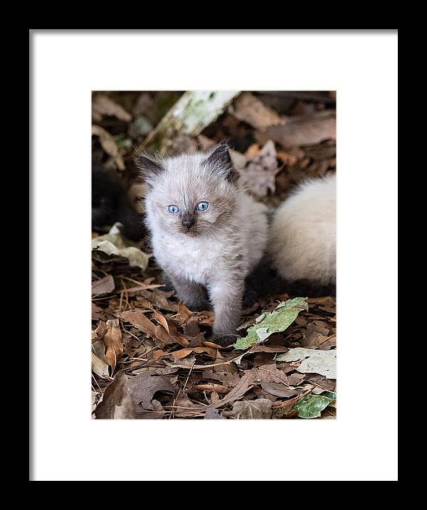 Cat Framed Print featuring the photograph Cute Kitty by DArcy Evans