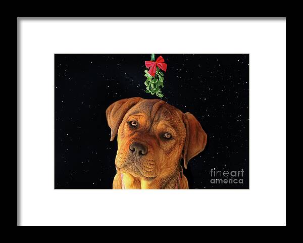 Puppy Framed Print featuring the photograph Cute Puppy Under Mistletoe Holiday by Stephanie Laird