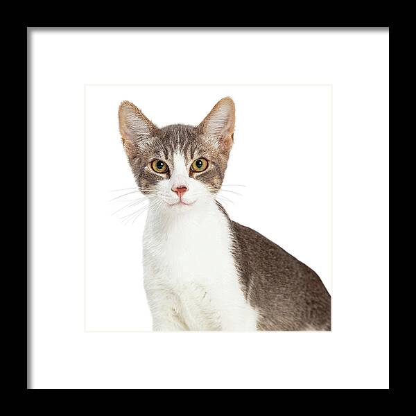 Cat Framed Print featuring the photograph Cute Smiling Young Cat Closeup by Good Focused