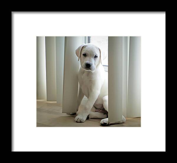 Labrador Framed Print featuring the photograph Cute White Labrador Puppy by Waterdancer