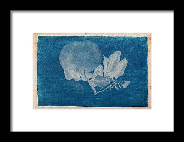 Cyanotype Photo Of A Plant - 3 Framed Print featuring the photograph Cyanotype Photo of a plant - 3 by Celestial Images