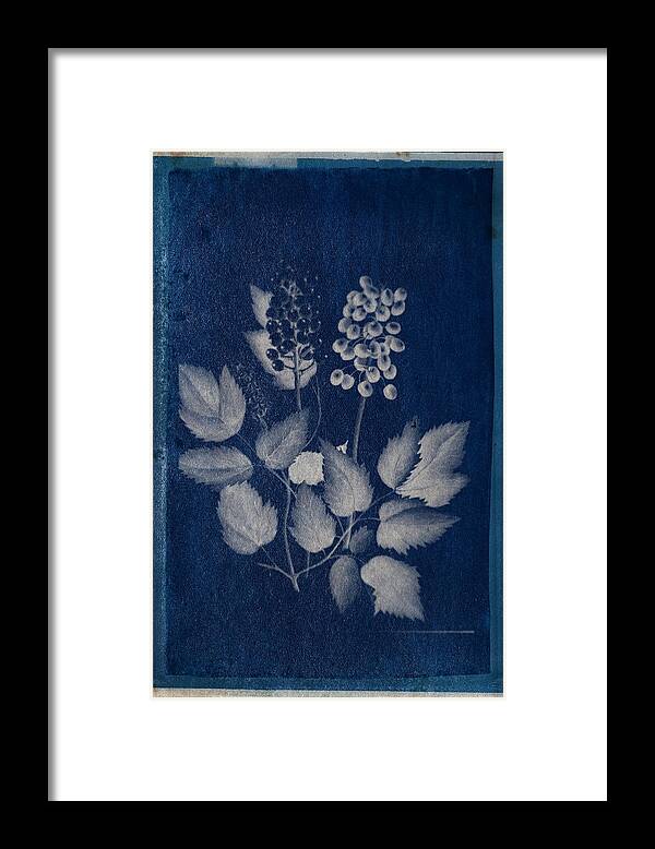 Cyanotype Photo Of A Plant - Medical Botany - 7 Framed Print featuring the photograph Cyanotype Photo of a plant - medical botany - 7 by Celestial Images