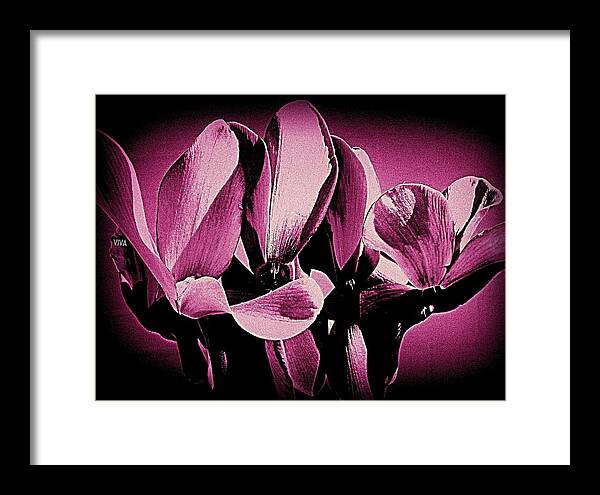 Cyclamen Framed Print featuring the photograph Cyclamen Mysterious by VIVA Anderson