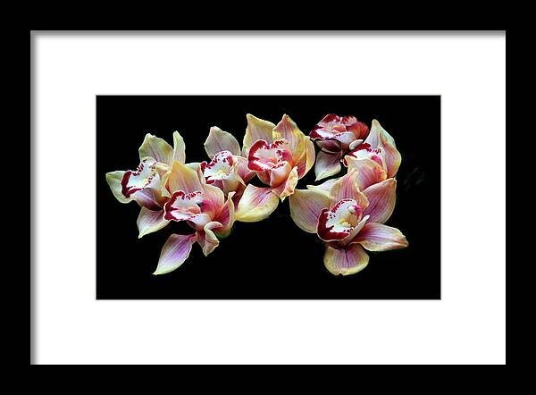 Orchids Framed Print featuring the photograph Cymbidium Delight by Jessica Jenney