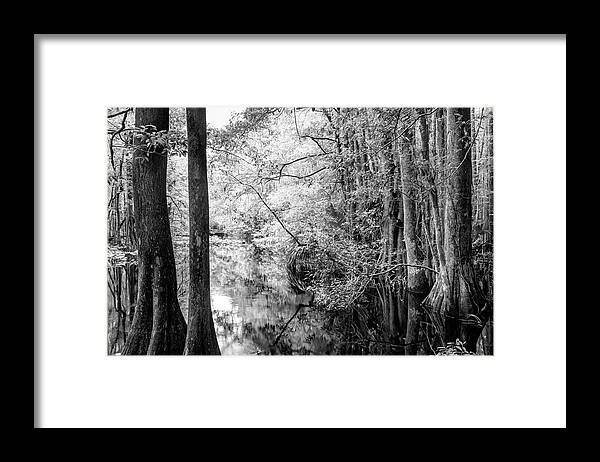 White Framed Print featuring the photograph Cypress Marsh Reflections Highlands Hammock Black and White by Debra and Dave Vanderlaan