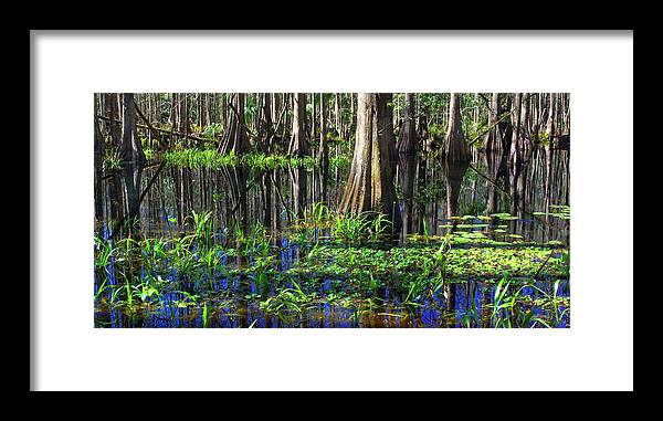Swamp Framed Print featuring the photograph Cypress Reflections - Cypress trees rise in the swamp waters of southern Florida by Kenneth Lane Smith