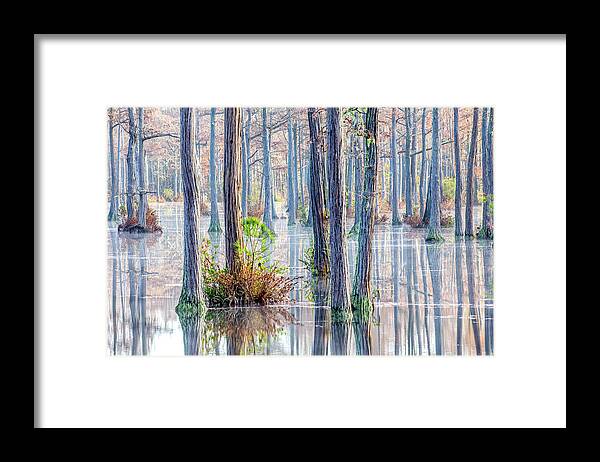 Cypress Trees Framed Print featuring the photograph Cypress Trees 01 by Jim Dollar