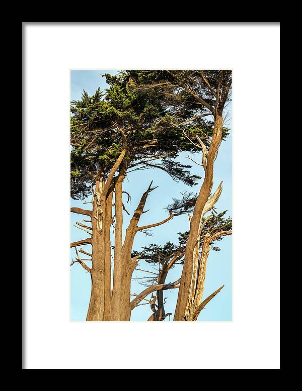 Cypress Trees Framed Print featuring the photograph Cypress Trees at Battery LIghthouse by Cathy Anderson