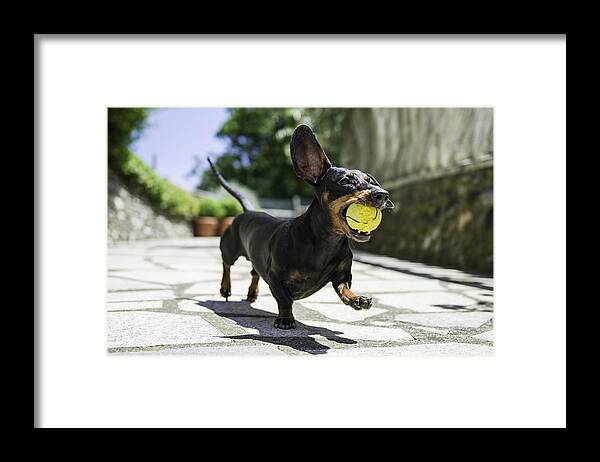 Pets Framed Print featuring the photograph Dachshund by Belive...
