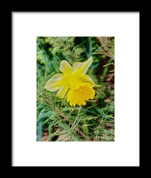 Daffodil Framed Print featuring the digital art Daffodil And Rosemary by Rachel Hannah