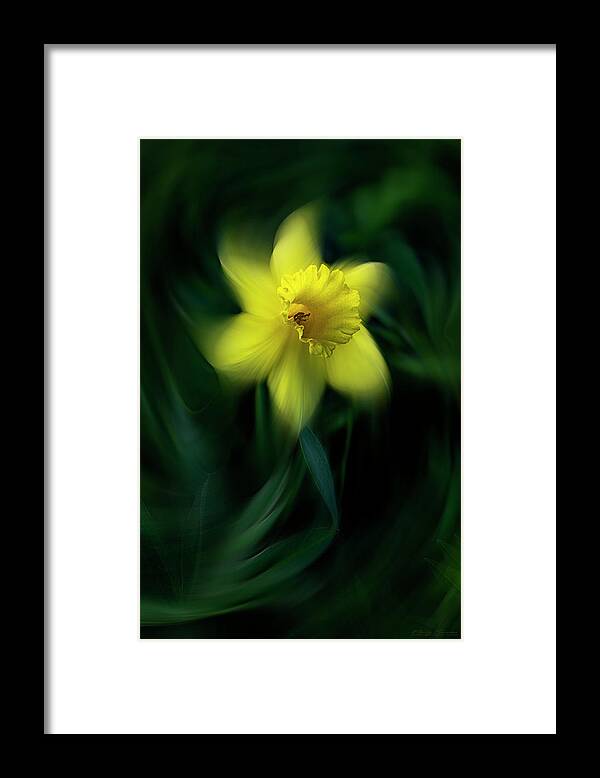 Daffodil Framed Print featuring the photograph Daffodil by Marty Saccone