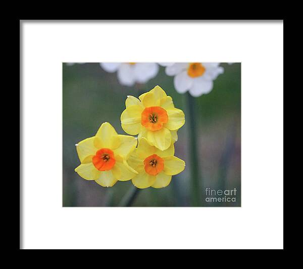 Daffodil Framed Print featuring the photograph Daffodil Trio by Karen Adams