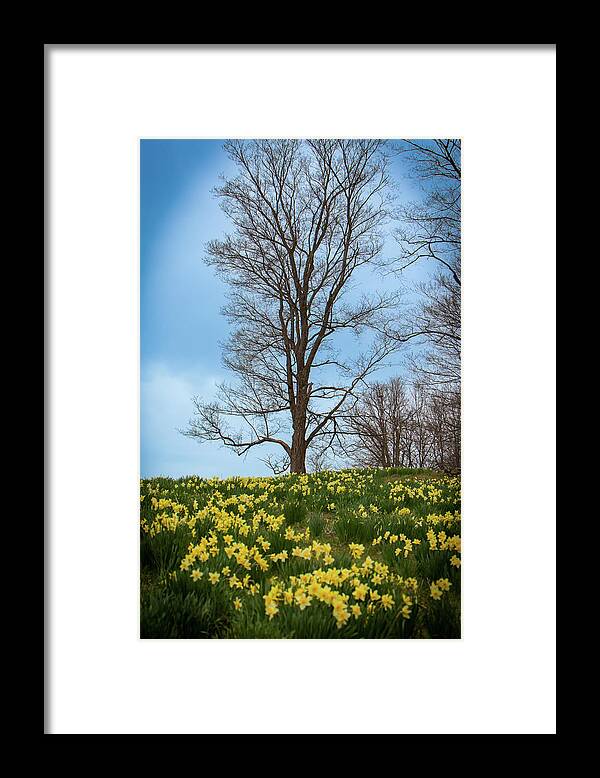 Daffodil Framed Print featuring the photograph Daffodil_2486 by Rocco Leone