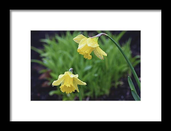Daffodils Framed Print featuring the photograph Daffodils by Jerry Cahill