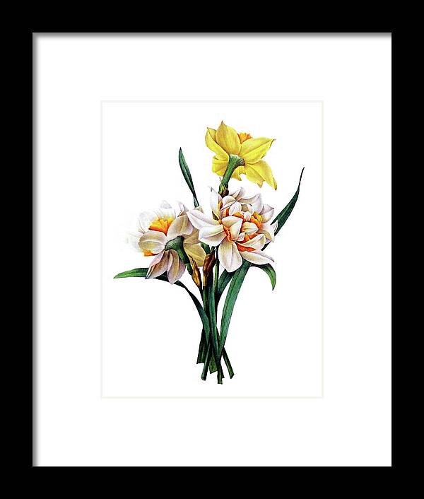 Daffodils Framed Print featuring the digital art Daffodils by Long Shot
