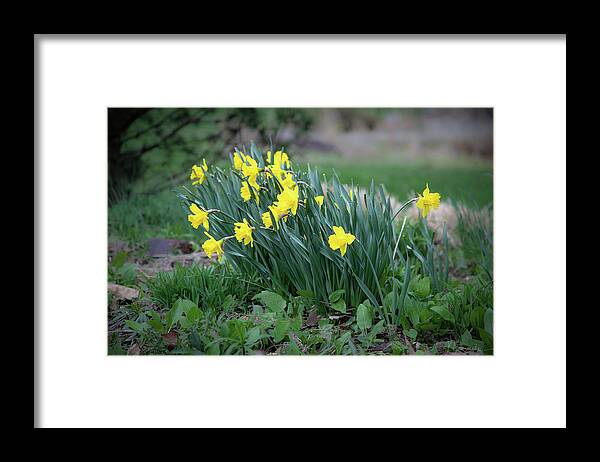 Cades Cove Framed Print featuring the photograph Daffodils by Nunweiler Photography