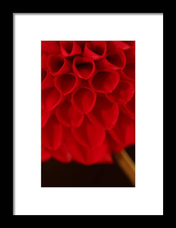 Flower Framed Print featuring the photograph Dahlia 4384 by Julie Powell