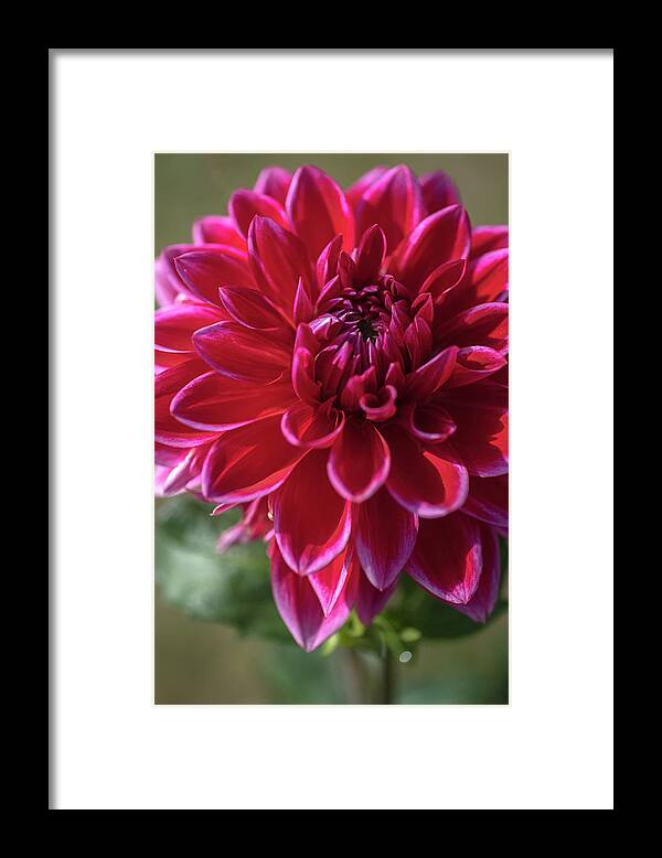 Jenny Rainbow Fine Art Photography Framed Print featuring the photograph Dahlia Canby Centenial by Jenny Rainbow