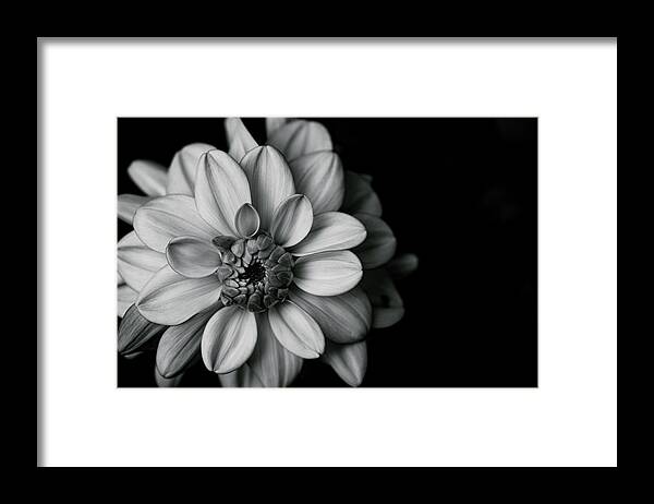 Dahlia Framed Print featuring the photograph Dahlia Dream - in black and white by Ada Weyland