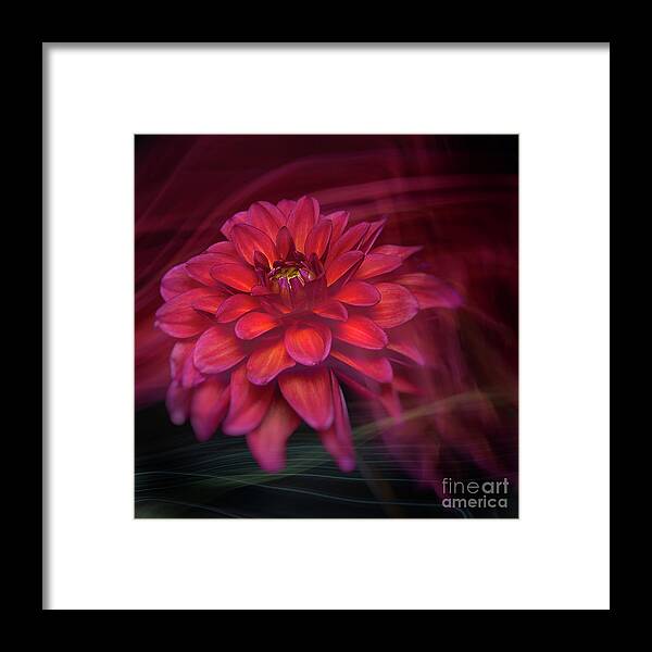 Flower Framed Print featuring the photograph Dahlia 'Groovy' by Ann Jacobson