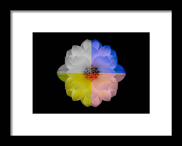 Art Framed Print featuring the photograph Dahlia in Assorted Colors by Joan Han