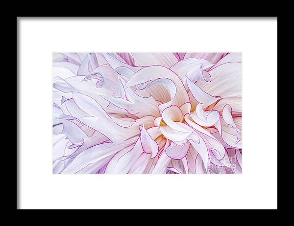 Flowers Framed Print featuring the photograph Dahlia in Motion by Marilyn Cornwell