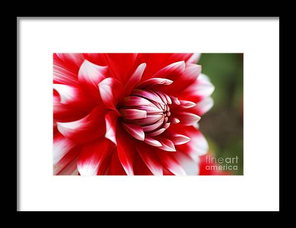 Fire And Ice Framed Print featuring the photograph Dahlia Red With White Flower by Joy Watson