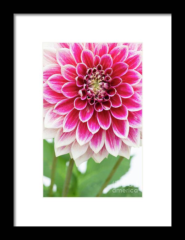 Dahlia Temple Of Beauty Framed Print featuring the photograph Dahlia Temple of Beauty Flower Abstract by Tim Gainey