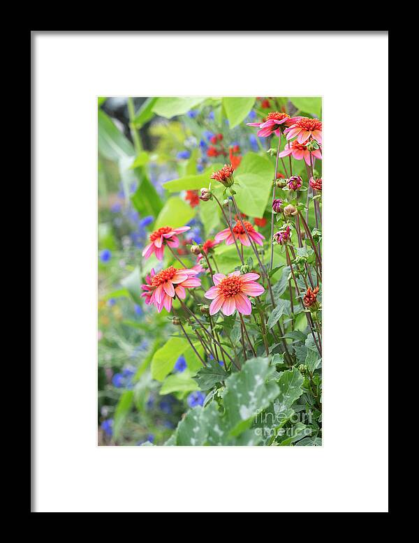 Dahlia Framed Print featuring the photograph Dahlia Totally Tangerine Flowers in an English Garden by Tim Gainey
