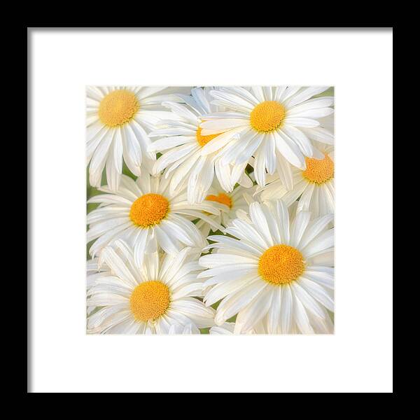 Daisies Framed Print featuring the photograph Daisies in a Square by Rod Best