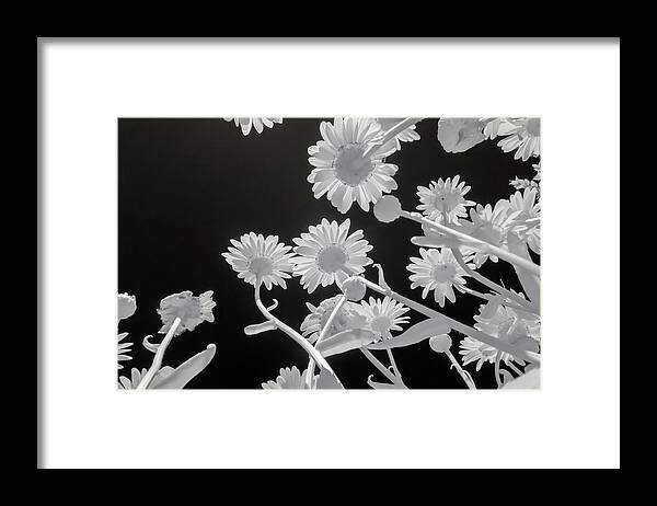 Daisy Framed Print featuring the photograph Daisies in Infrared by Liza Eckardt