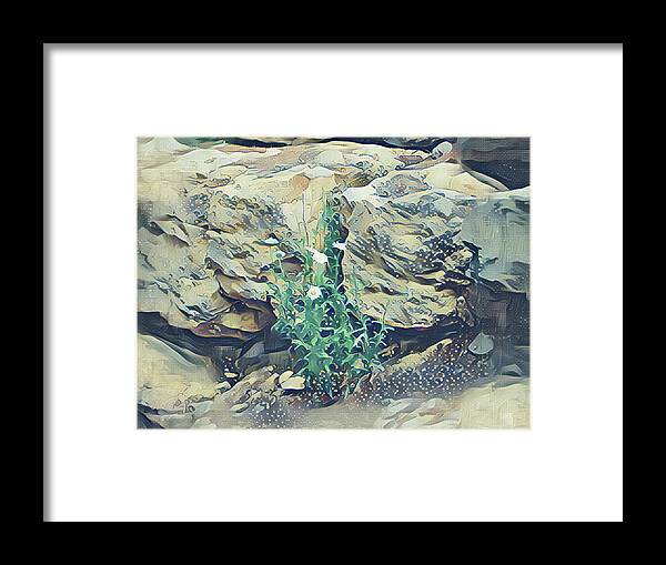 Daisies Framed Print featuring the mixed media Daisies in the Boulders by Christopher Reed