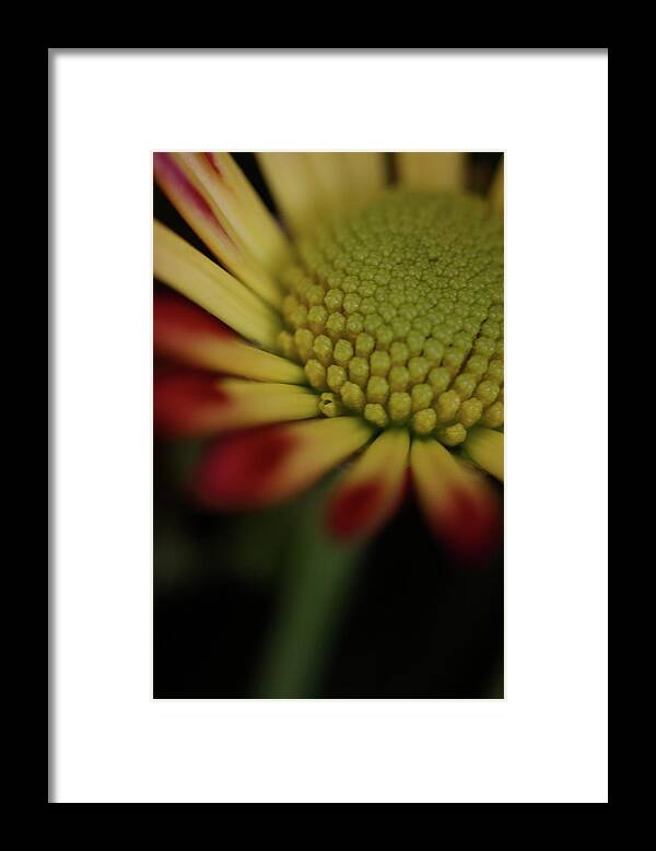 Macro Framed Print featuring the photograph Daisy 6016 by Julie Powell