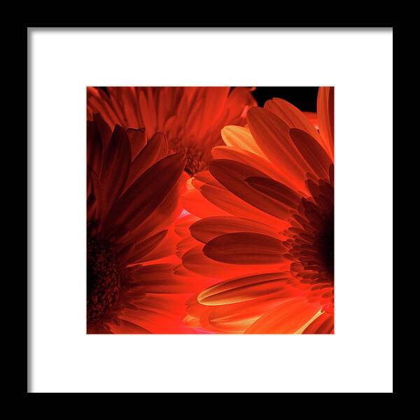 Macro Framed Print featuring the photograph Daisy 9396 by Julie Powell
