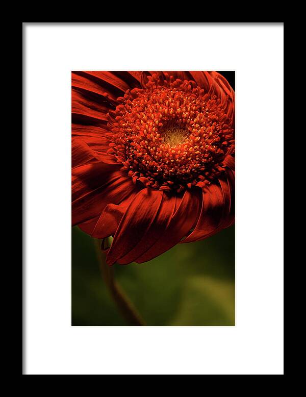 Flower Framed Print featuring the photograph Daisy 9783 by Julie Powell