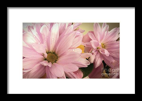 Daisies; Daisy; Flower; Flowers; Pink Flowers; Petals; Pink; Water; Water Drops; Dew; Wet; Horizontal Framed Print featuring the photograph Daisy Bouquet by Tina Uihlein