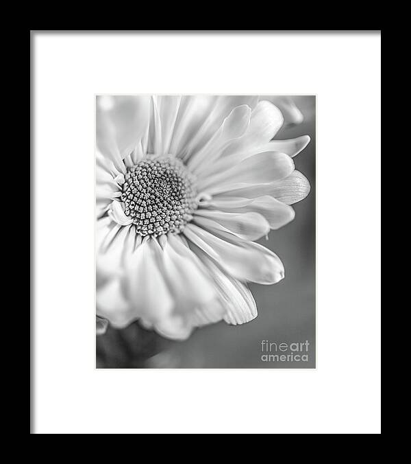 Flower Framed Print featuring the photograph Daisy BW by Edward Fielding