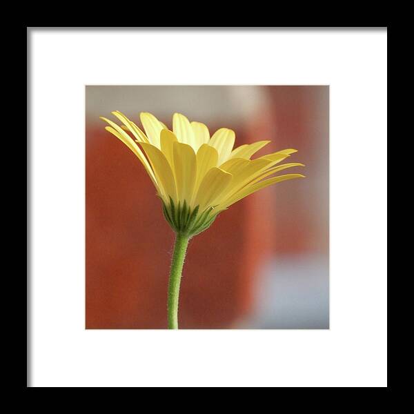 Yellow Framed Print featuring the photograph Daisy by Francine Rondeau