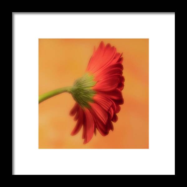 Gerber Daisy Framed Print featuring the photograph Daisy In Repose by Forest Floor Photography