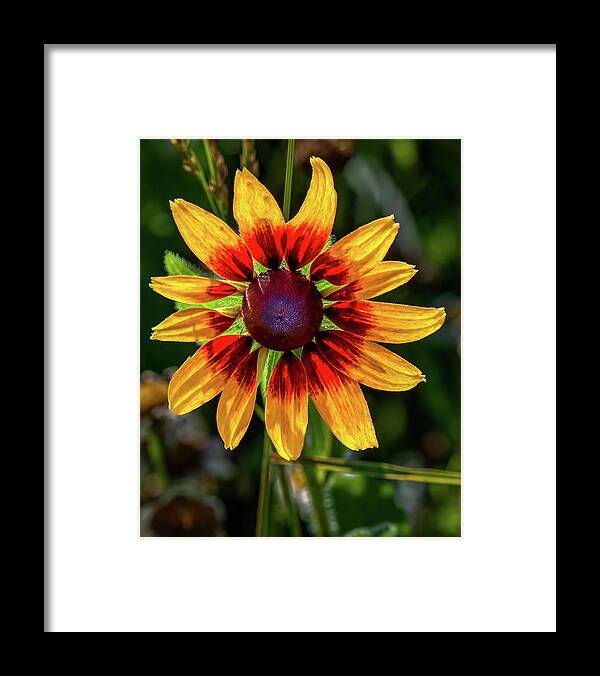 Colors Framed Print featuring the photograph Daisy in sunlight by Brian Shoemaker