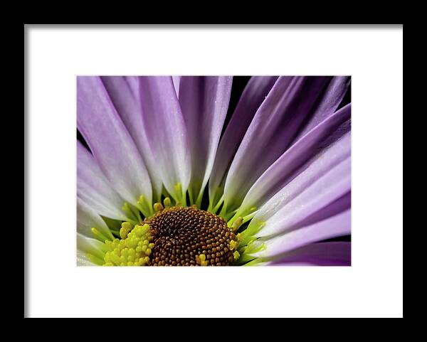 Purple Framed Print featuring the photograph Daisy Macro by Cathy Kovarik