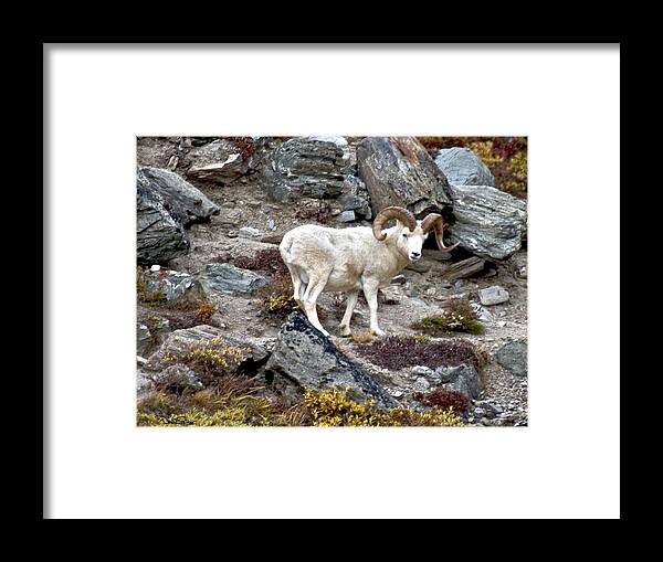 Wildlife Puzzle Framed Print featuring the photograph Dall Ram in Denali by David Salter