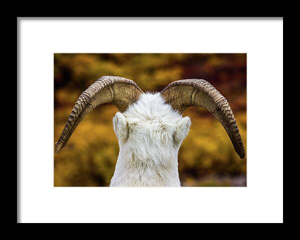   Dallsheep Framed Print featuring the photograph The Majestic Horns of a Dall Sheep by Kyle Lavey